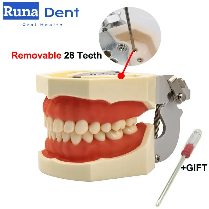 Oral Dental 200Hremovable Resin Teeth Soft Gums Typodont Tooth Model Preparation Student Teaching Practice Product