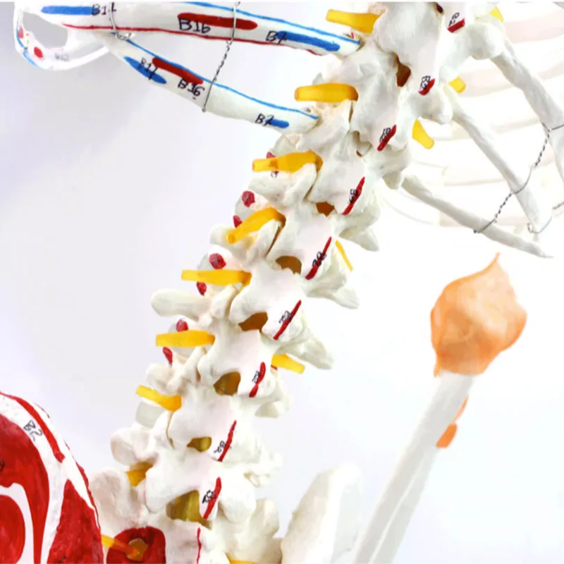 ENOVO Medical 170cm Human.