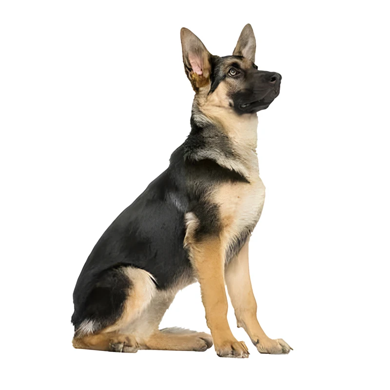 

GS25# 8*5.5 inches Sitting German Shepherd Puppy Sticker Car Decals, Weather-Resistant Vinyl Stickers for Windows, Bumper