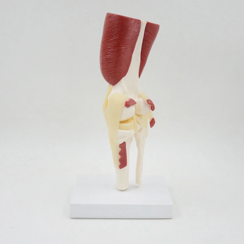 Knee Joint Model 1:1 Life Size Human Knee Joint Muscles Ligaments Anatomically Model For Teaching Display