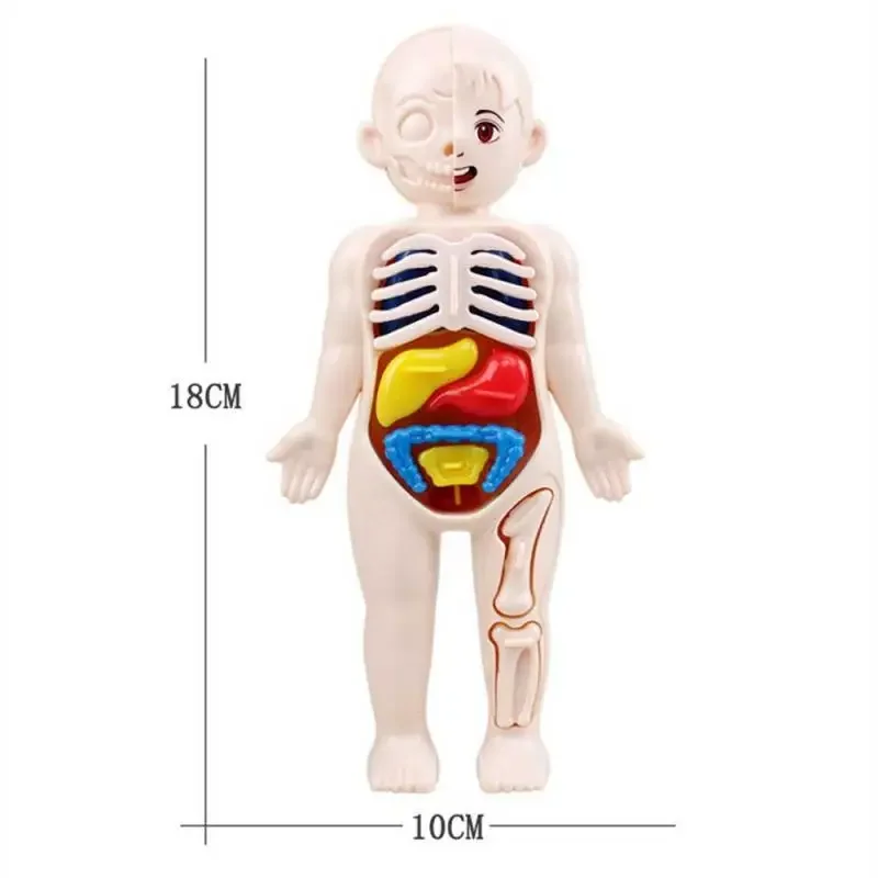 14-Piece Set Children's Science and Education Human Body Organ Model Assembled Early Education Toys image 5