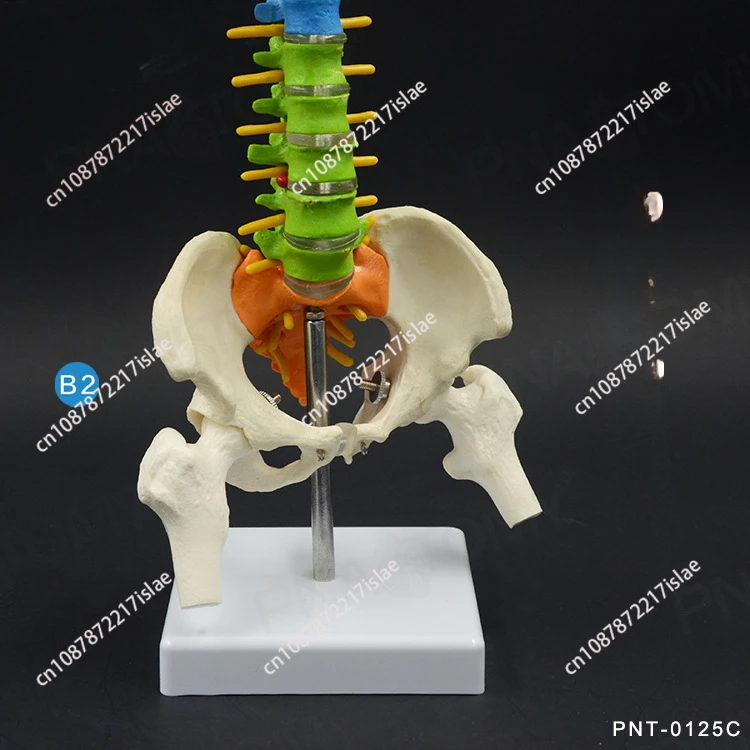 45Cm with Pelvic Human Anatomical Anatomy Spinal Column Model Teaching Resources for Students