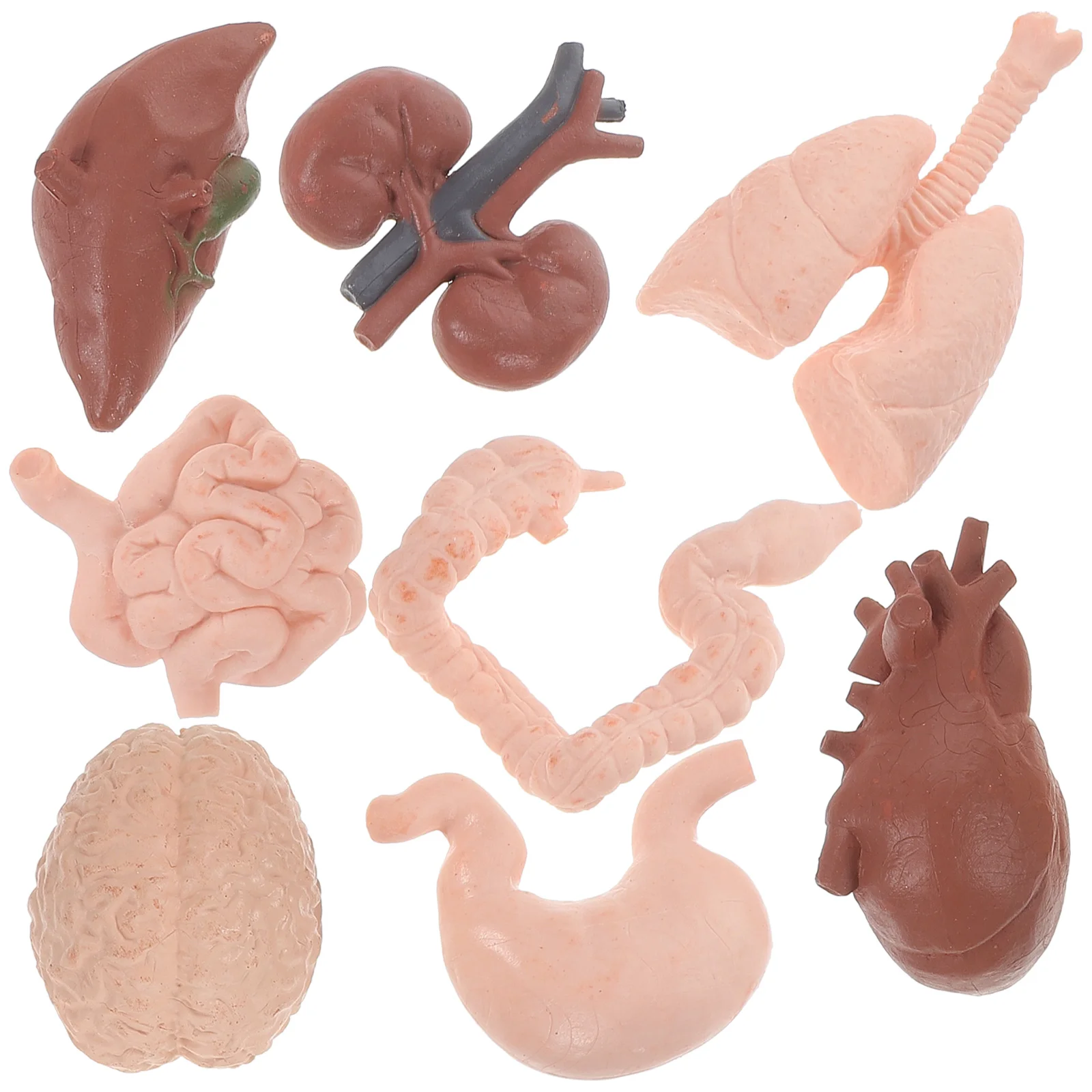 8 Pcs Human Organ Model Decor Artificial Teaching Aids Specimen Props for Doctors Brain Baby