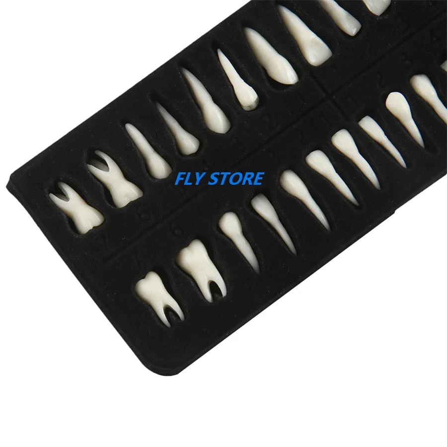 28pcs 1:1 Dental Demonstration Permanent Teeth Teaching Study Model Dental Implant Dentist Practice Product