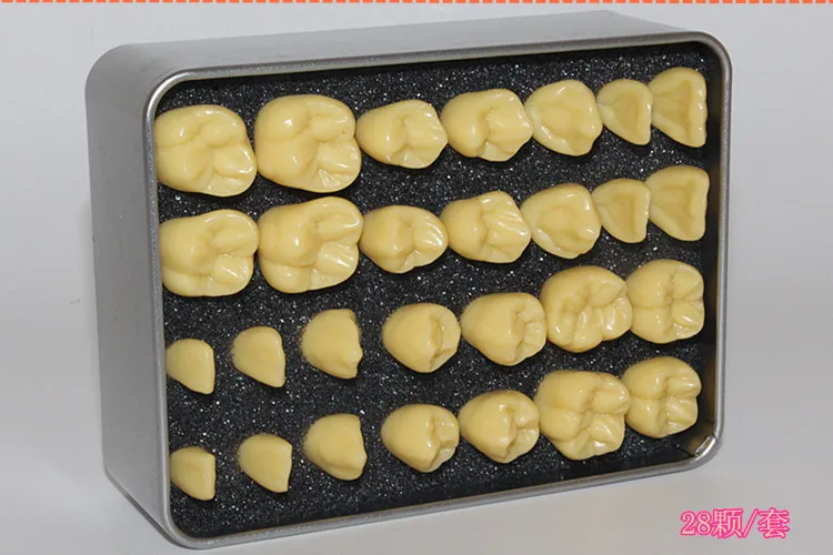 

1.5 times carved tooth model for oral and dental teaching, anatomy of teeth, carved tooth model