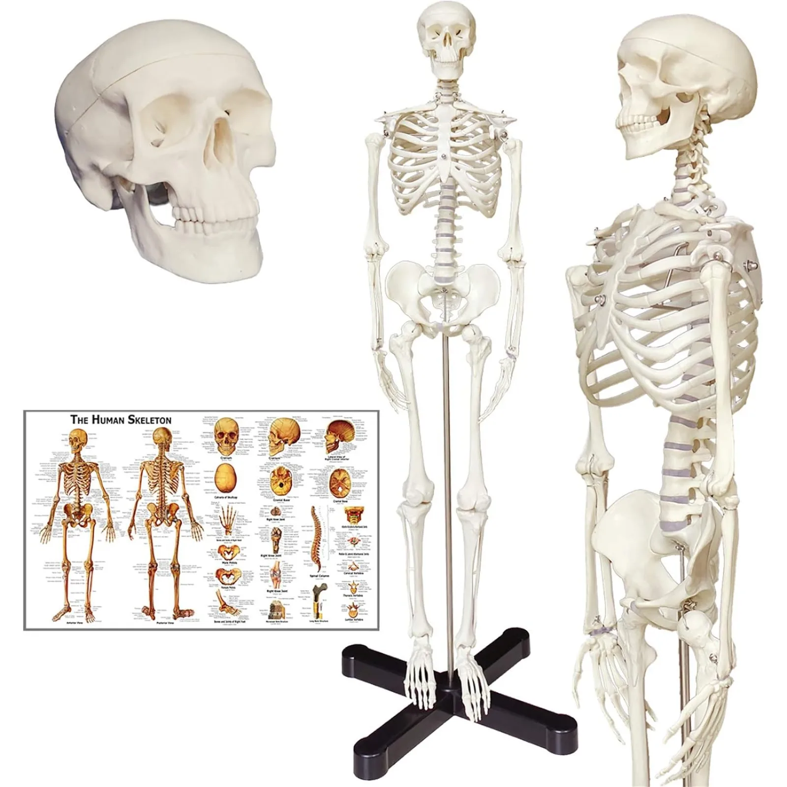 Human Skeleton Anatomy Model with Metal Stand, 33.5 inches Human Skeleton Model with Movable