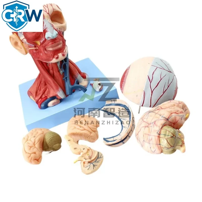 CRW Bestselling Medical Human Head & Neck Muscles Vessels with Brain and Eyeball Anatomical Models