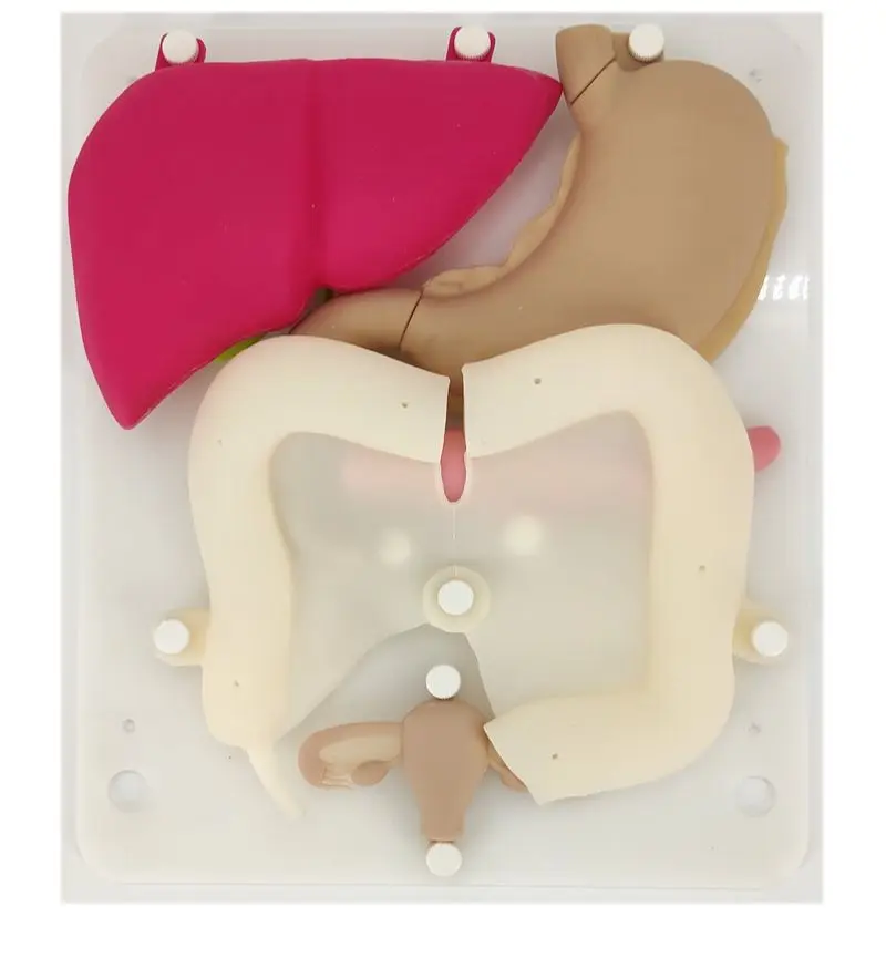

Laparoscopic simulation training silicone organs 1:1 ratio soft simulation training props