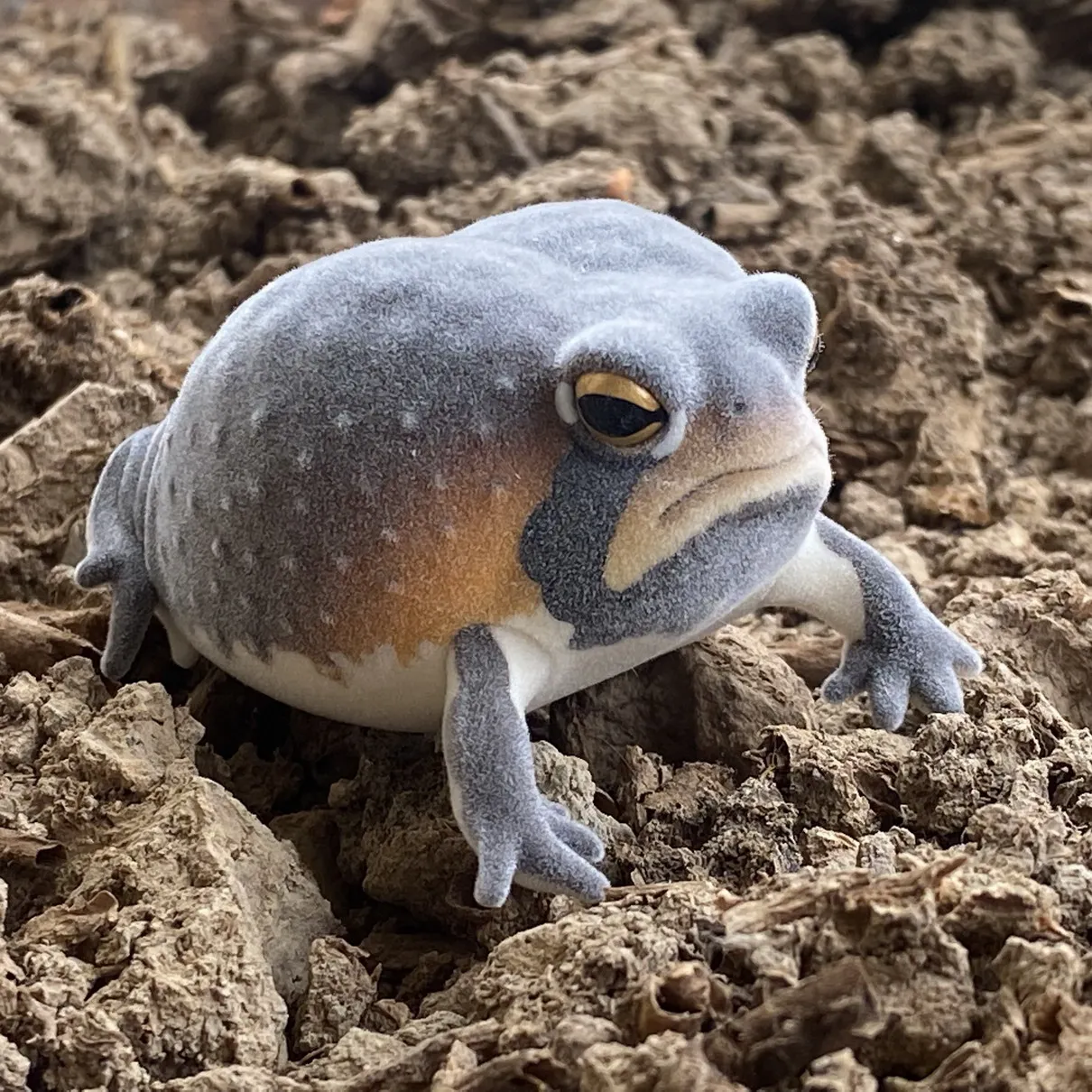 Genuine Kitan Club IKIMON FLOCKY Model flocking figure model toy  Gashapon toy Steamed Bun Frog