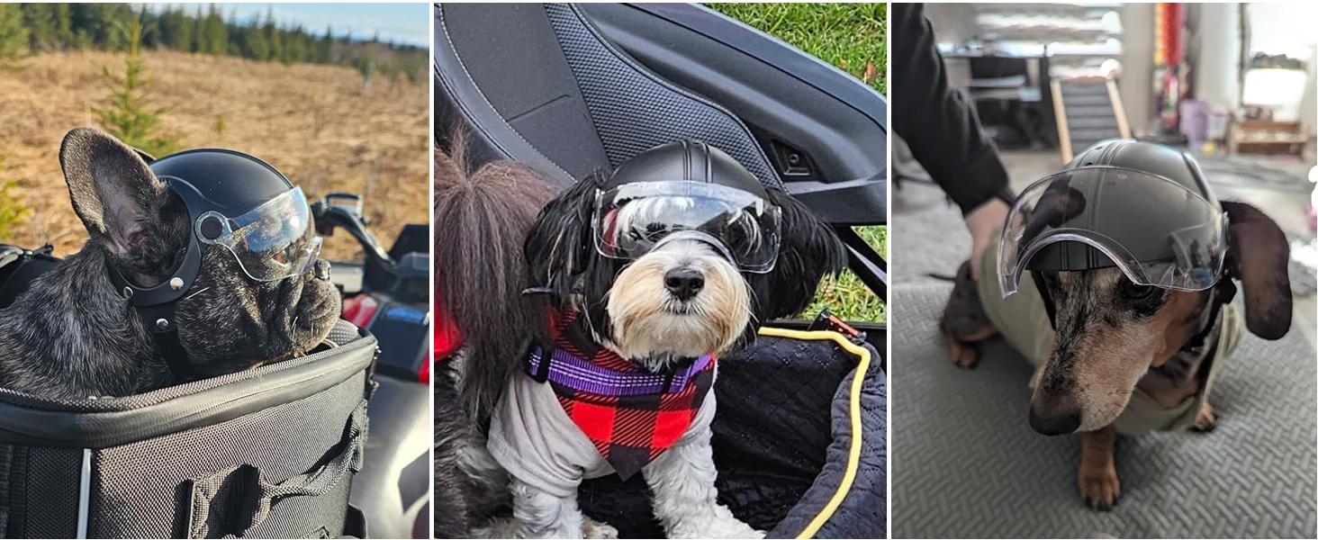 dog helmet