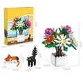 Chrysanthemum