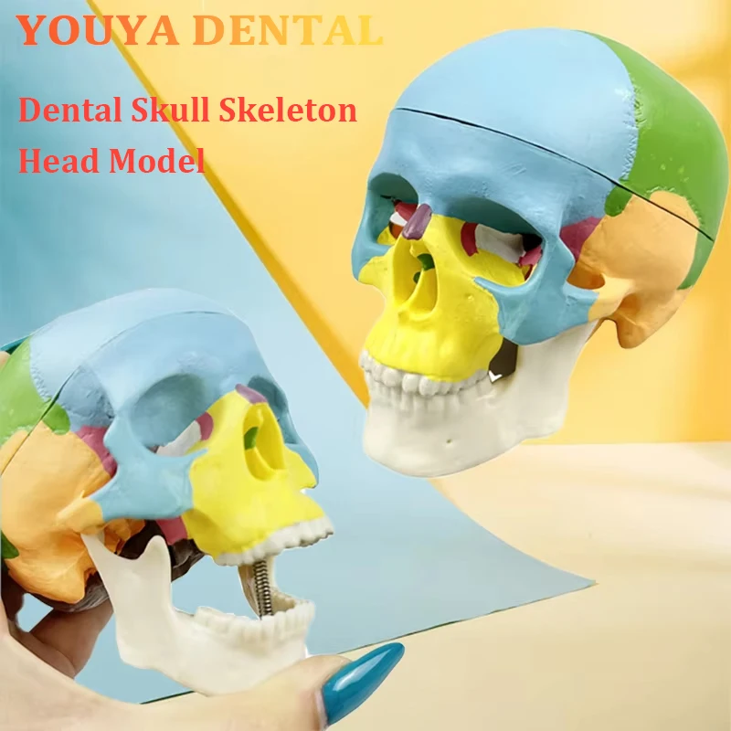 

1pc Dental Removable Teaching Skull Anatomy Model Medical Simulation Tool Adult Anatomy Head Bone Model Dental Teaching Exercise