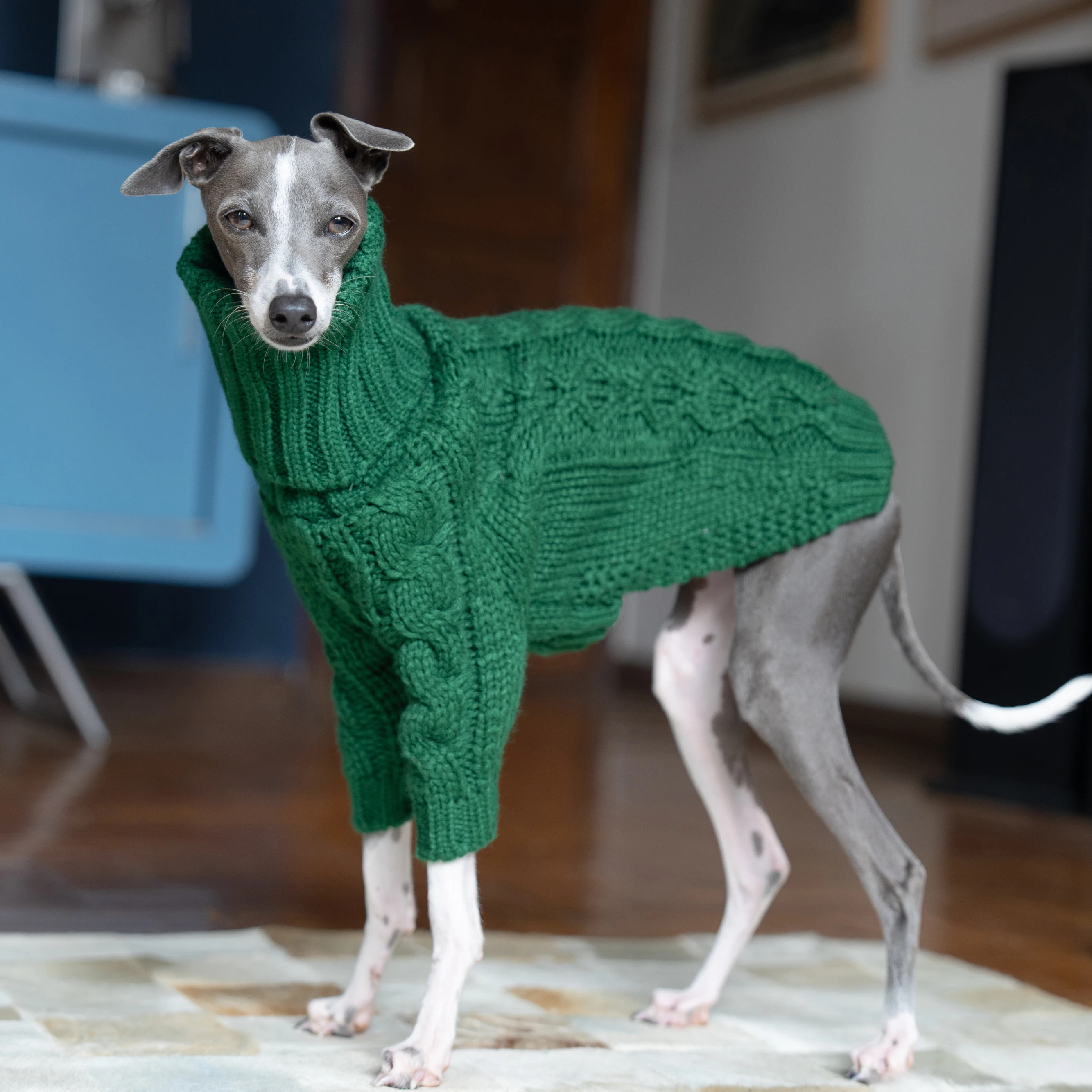 Yeşil balıkçı yaka kalınlaşmış pet kazak İtalyan greyhound whippet iki bacaklı örme köpek giysileri