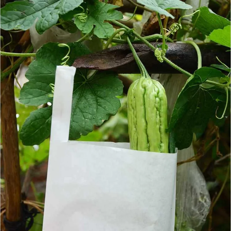 Balsam Pear Luffa Cucumber Bag Cucumber Fruit Melon Fruit Bag Transparent Insect-Proof Bag Plastic Paper Bag Cover