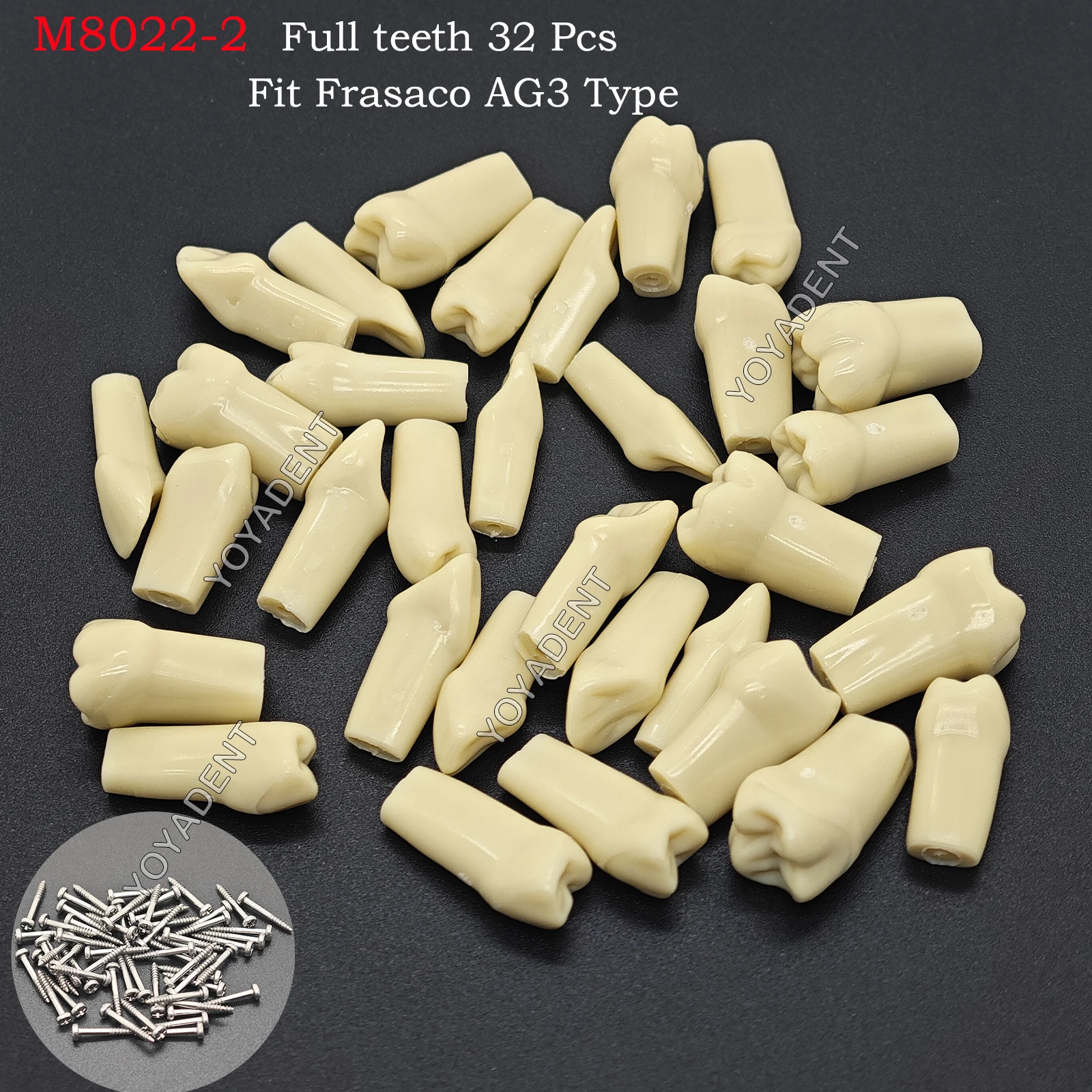 Dental Teeth Model Fit Frasaco AG3 Model Full teeth 32Pcs Screw-in Practice Filling Gingivae Teeth Training Teach