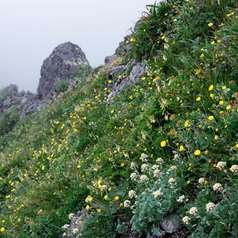 

RS Red Spider 1/10 AXIAL SCX10 III Совместимые шины Easy Control 4017 Monkey + алюминиевые диски R226 — прочные, высокая производительность