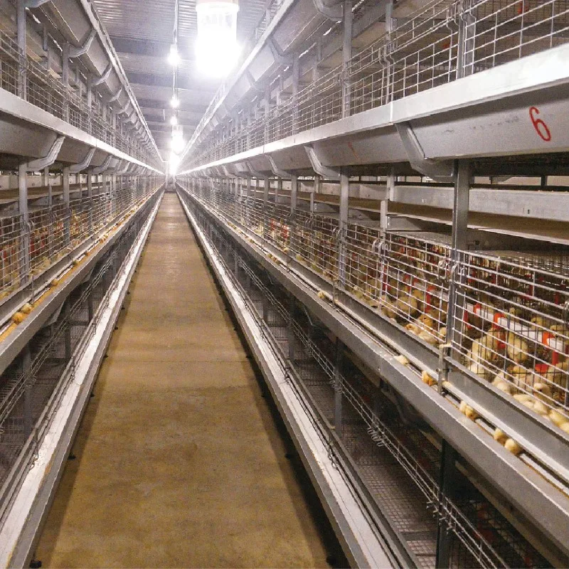 New modern H-shaped chicken house with fully automatic manure cleaning system for high productivity, suitable for poultry farms