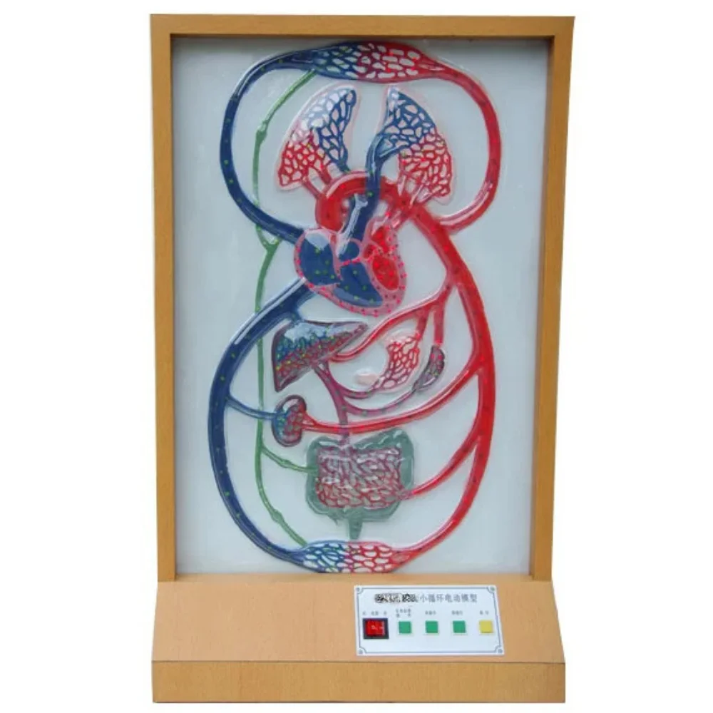 Systemic & Pulmonary Circulation Electric Model Medical Science Greater & Lesser Circulation Simulator Cardiac Conduction System