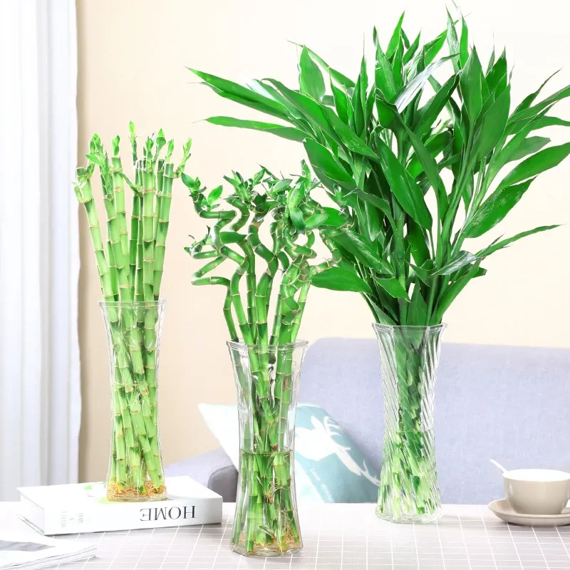 Nordic Clear Glass Vase for Lucky Bamboo Water Plant Home Decor Living Room Flower Arrangement Dried Floral Ornament