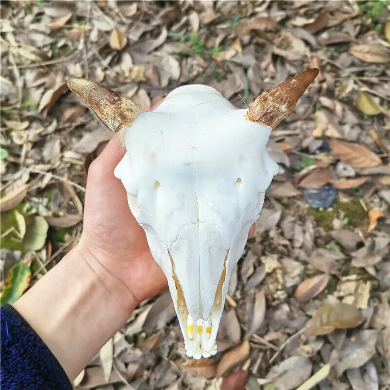 1pcs real sheep skull collection animal skull specimen teaching model home collection