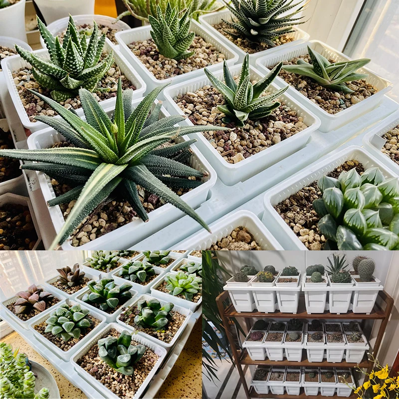 Meshpot Quadratischer Topf mit hoher Taille, Kunststoff, quadratisch, saftig, Kindergarten, Sämling, Orchideentopf, Pflanzgefäß, Behälter, Pflanzenbecher für Lophophora – Detail 7