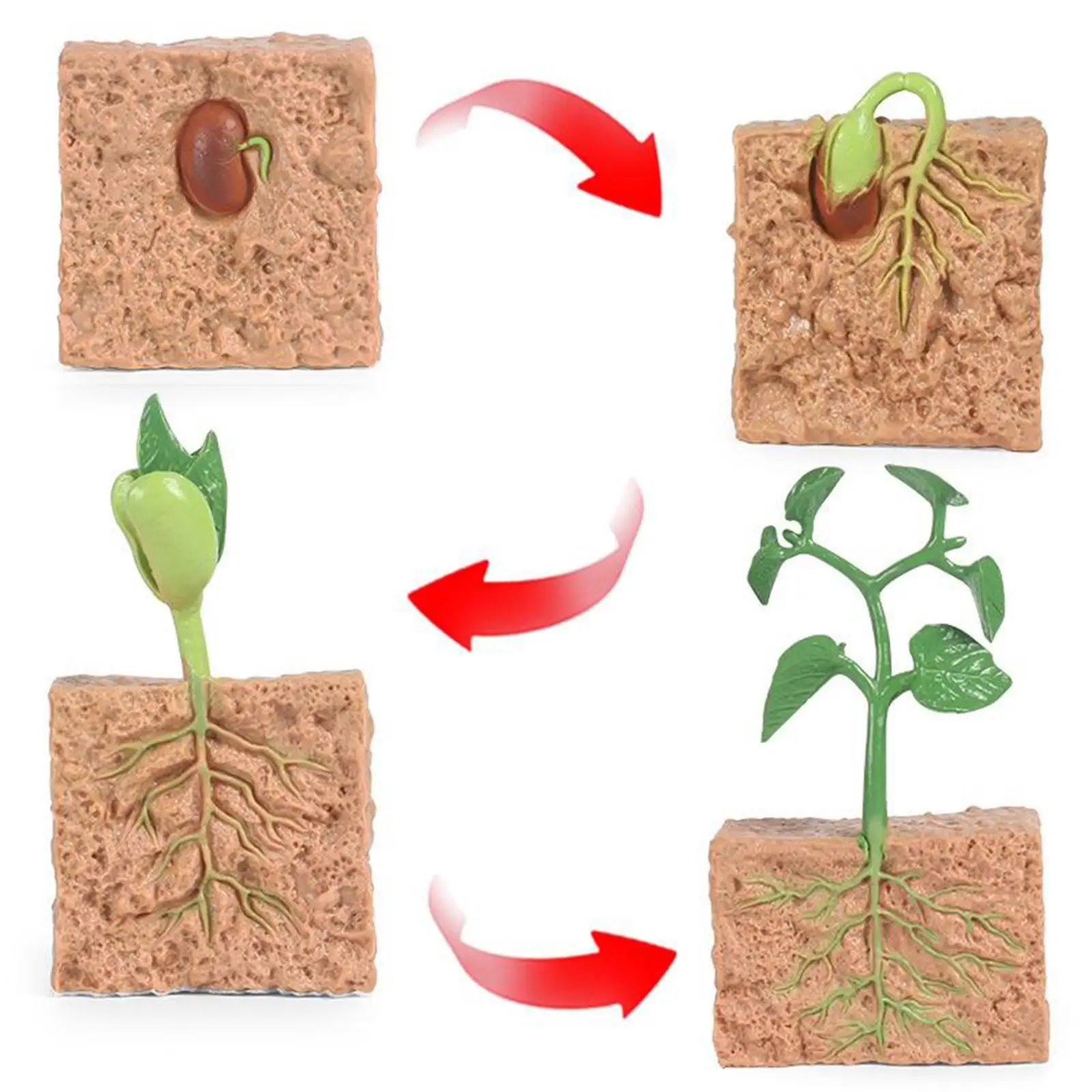 3xKids Plant Soybeans Seeds Growth Life Cycle Model Biology Toys Teaching Aids