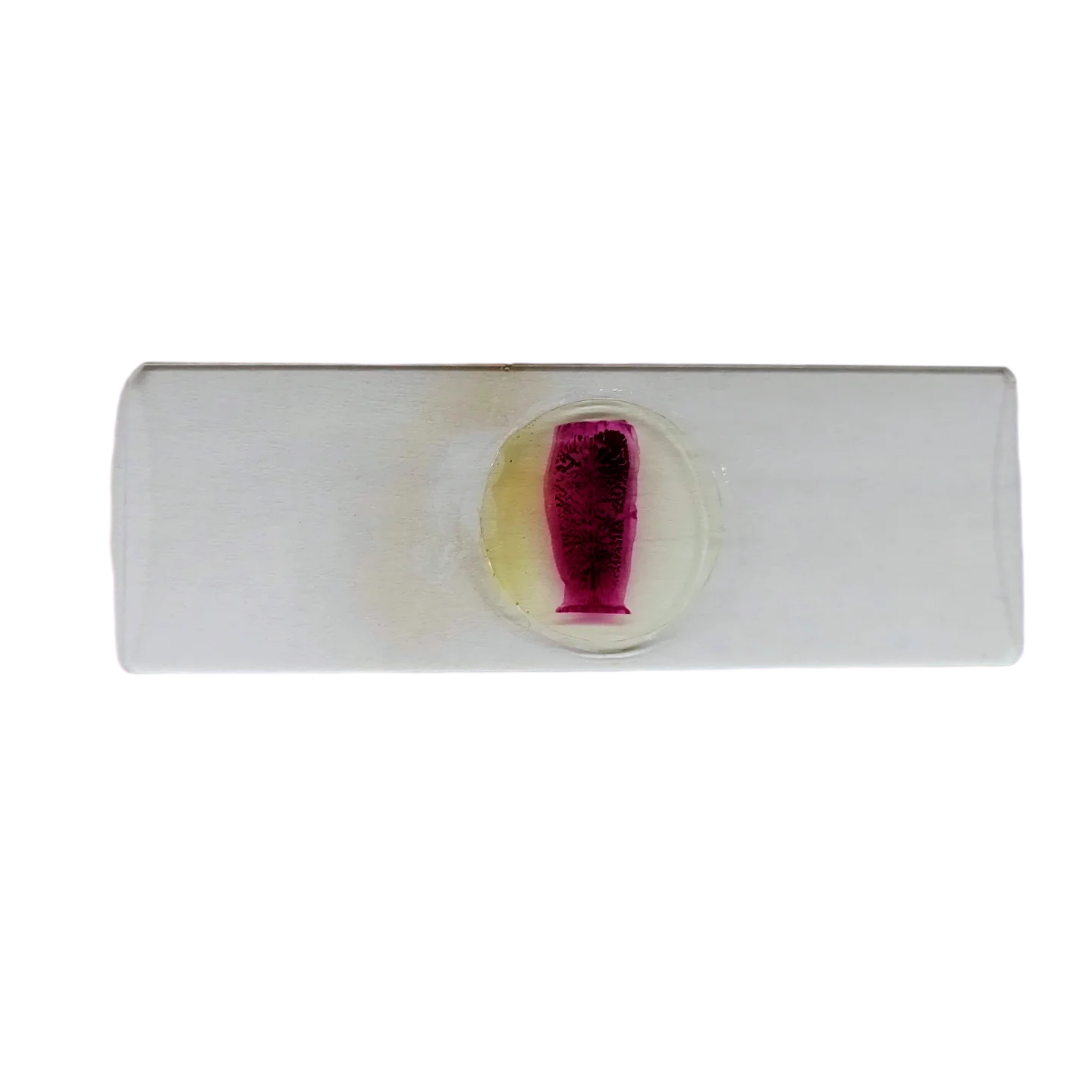 

1 шт. Очищенный сегмент талины солиумовой (Taenia solium) Готовые препараты для паразитологии