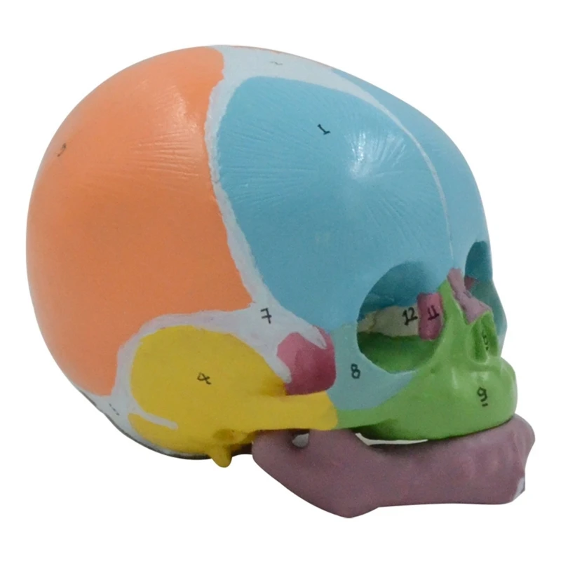 

Baby Head Skeleton Model, Life Size Anatomical Baby Head Model, Number Coded Baby Head Anatomy Skull Model Teaching Aids