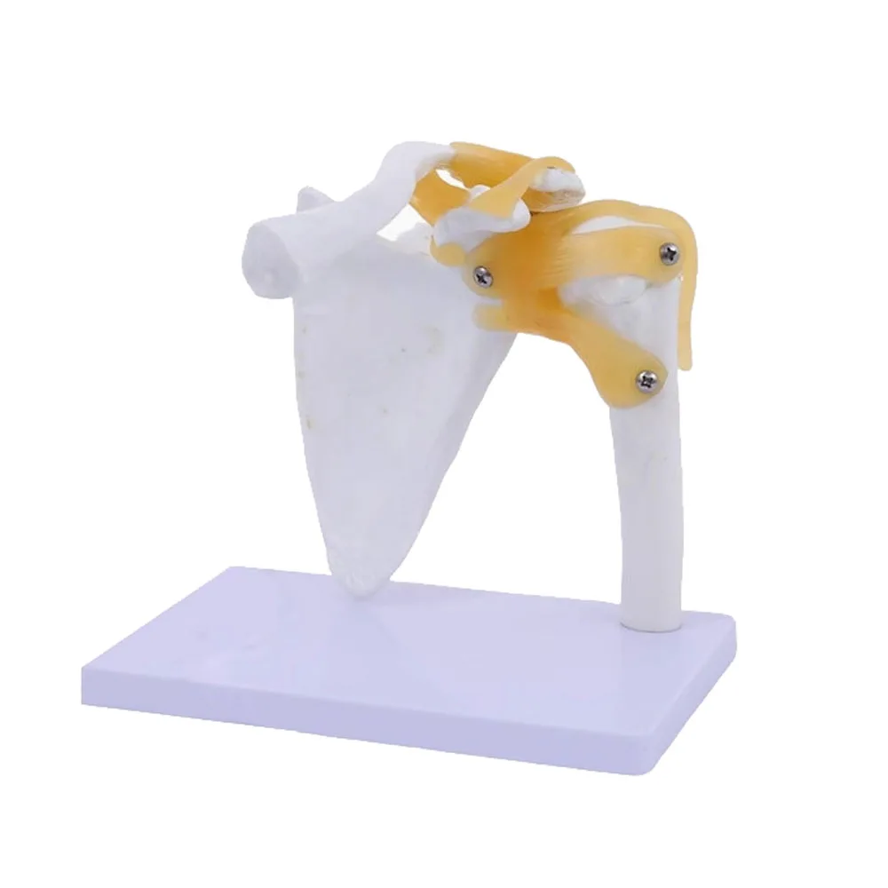 نموذج مفصل الكتف للهيكل العظمي البشري التشريحي الطبي للتدريس