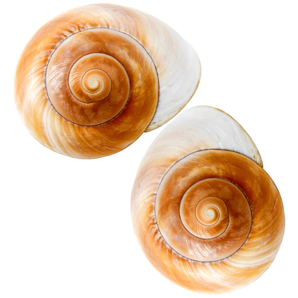 

2 Pcs Shells For Crafts Conch Shells Shell Decor naments for DIY Craft Aquarium Home Decoration Garden Supplies