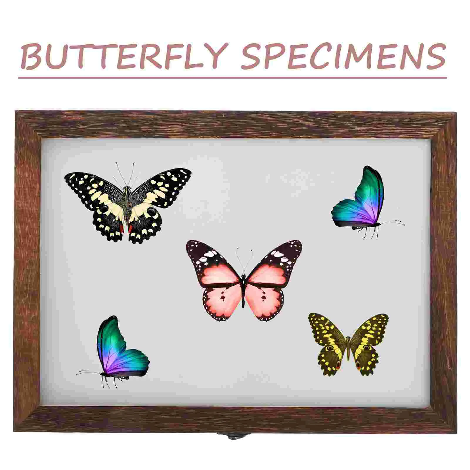 Butterfly Specimen Vintage Box Display Case Entomology Pinning Kit Glass Viewer Frame