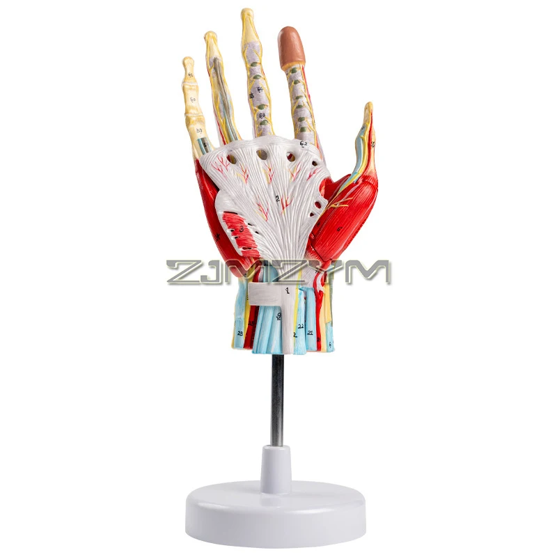 Anatomical Hand Skeleton Model  with Muscles Ligaments Nerves and Blood Vessels, 7 Parts, Life Size Hand Model with Stand