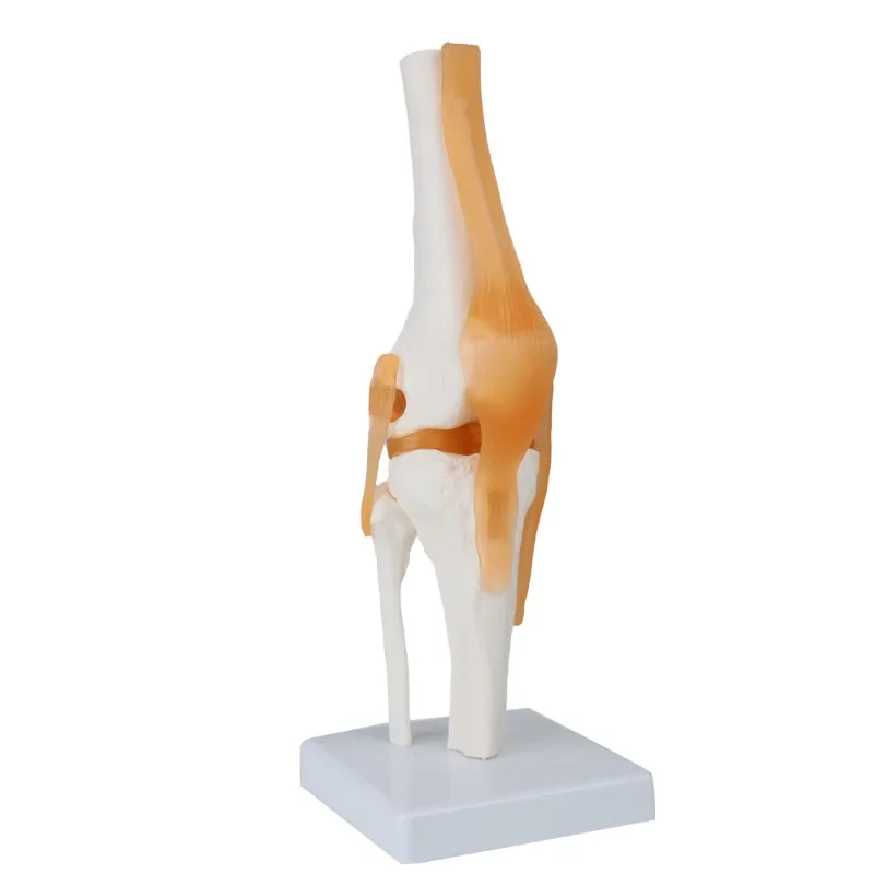 Life Size Human Knee Joint Model Flexible Knee Skeleton Anatomy Model Medical Teaching Tool Educational Equipment