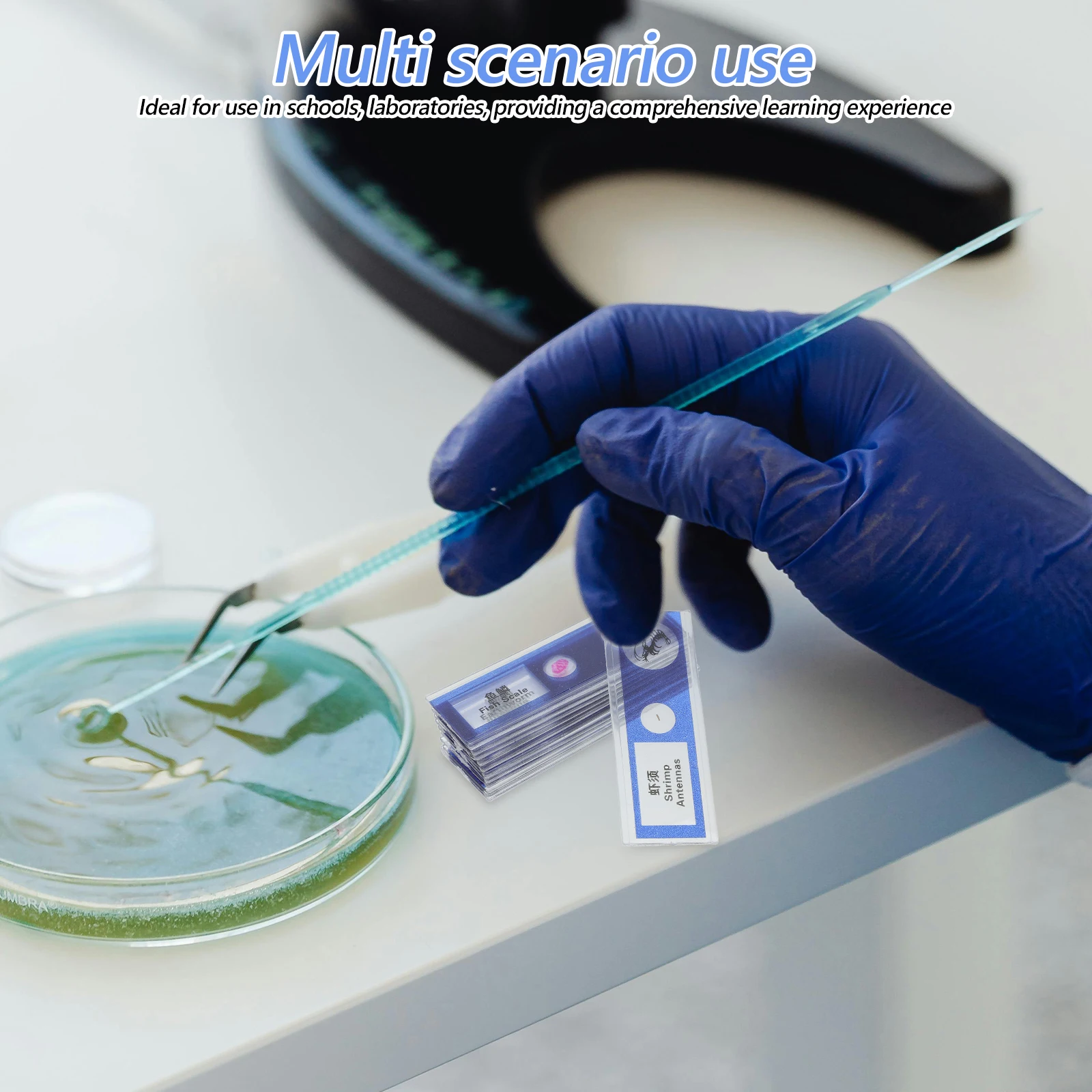 

Biological Sample Sections Microscope Accessories Specimen Animal Biology Slides