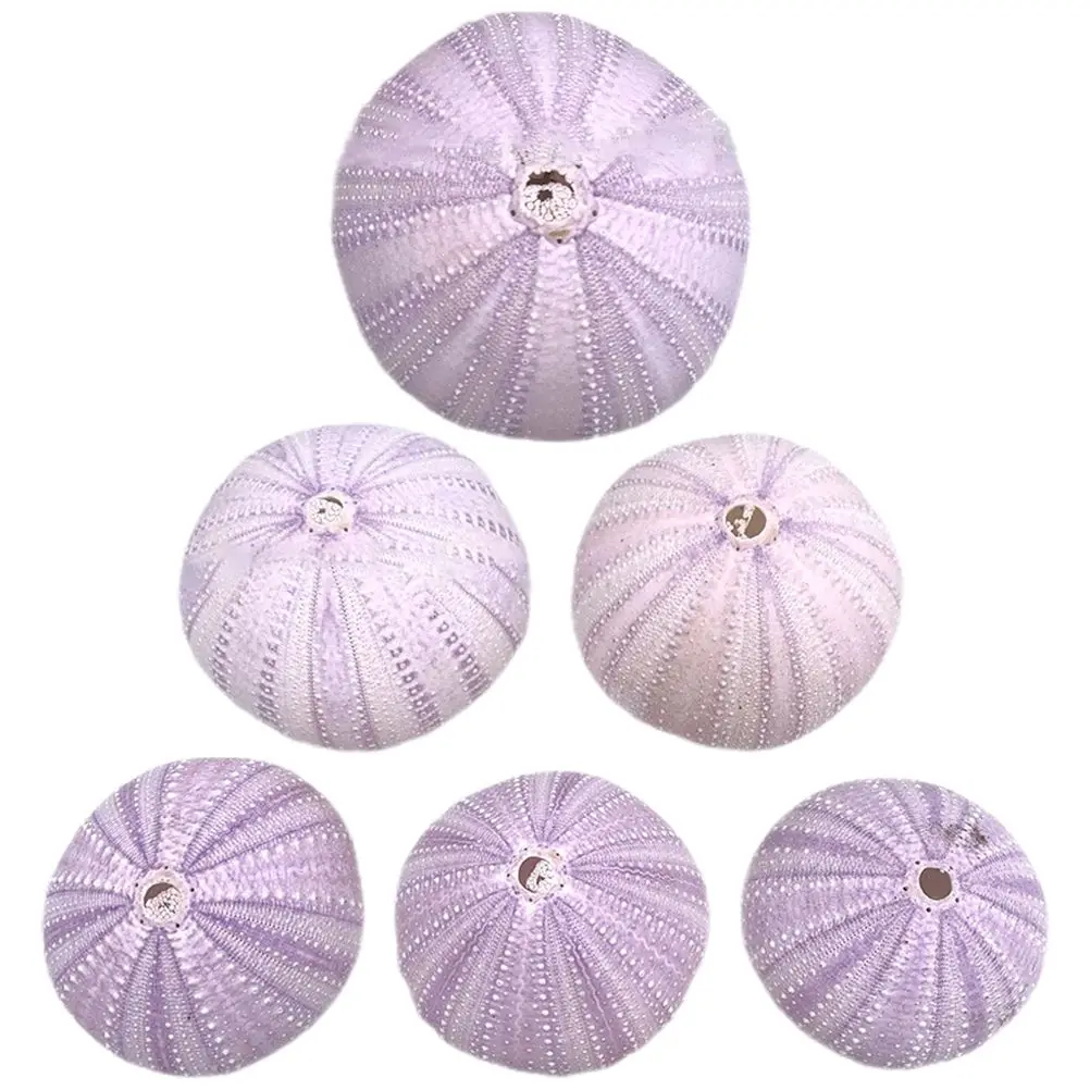 

6pcs Natural Seashell Decorations 4 6CM Fish Tank Aquarium DIY Craft Home Office Desk Accessories Sea Urchin Tabletop Miniature