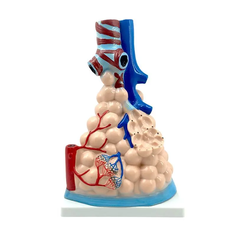 Human Respiratory System Anatomy Model, Lung Anatomy Respiratory System Relief Model, Alveolar Enlarged Anatomy Model