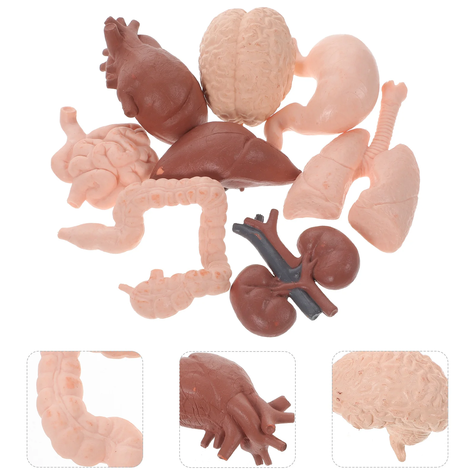 8 Pcs Human Organ Model Realistic Teaching Props for Doctors Classroom Tools Lung Student Puzzle Simulation Brain