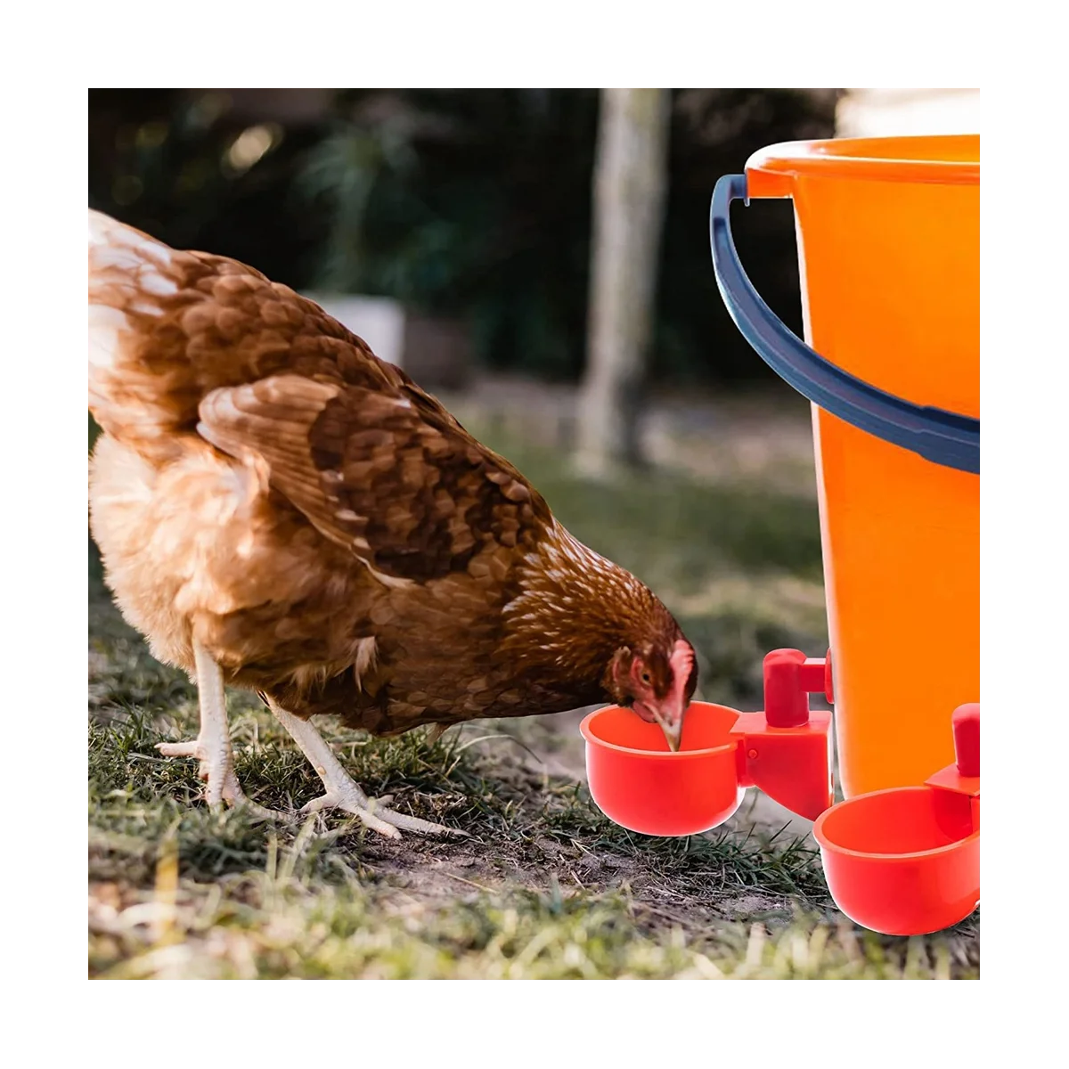 Cup for Chicken Duck Turkey Rabbit,3/8 Inch Thread Automatic Filling,Solution for Poultry Watering