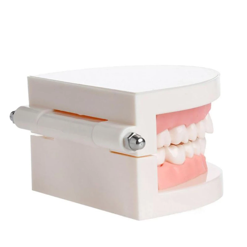 Dental Tooth Model Standard Teaching Dentist Model Teeth Model Dentistry Lab Material Dentist Instrument Dental Tools