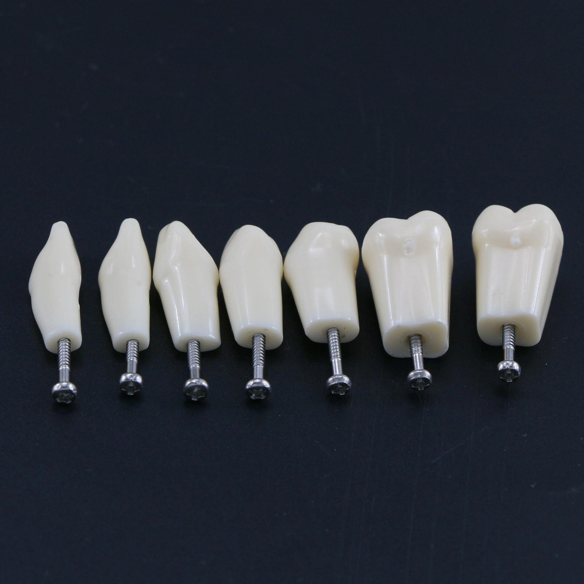 28pcs 32pcs Removable Typodont Teeth Dental Practice Teaching Replace Detachable Compatible With Frasaco AG3 ANA-4 Model