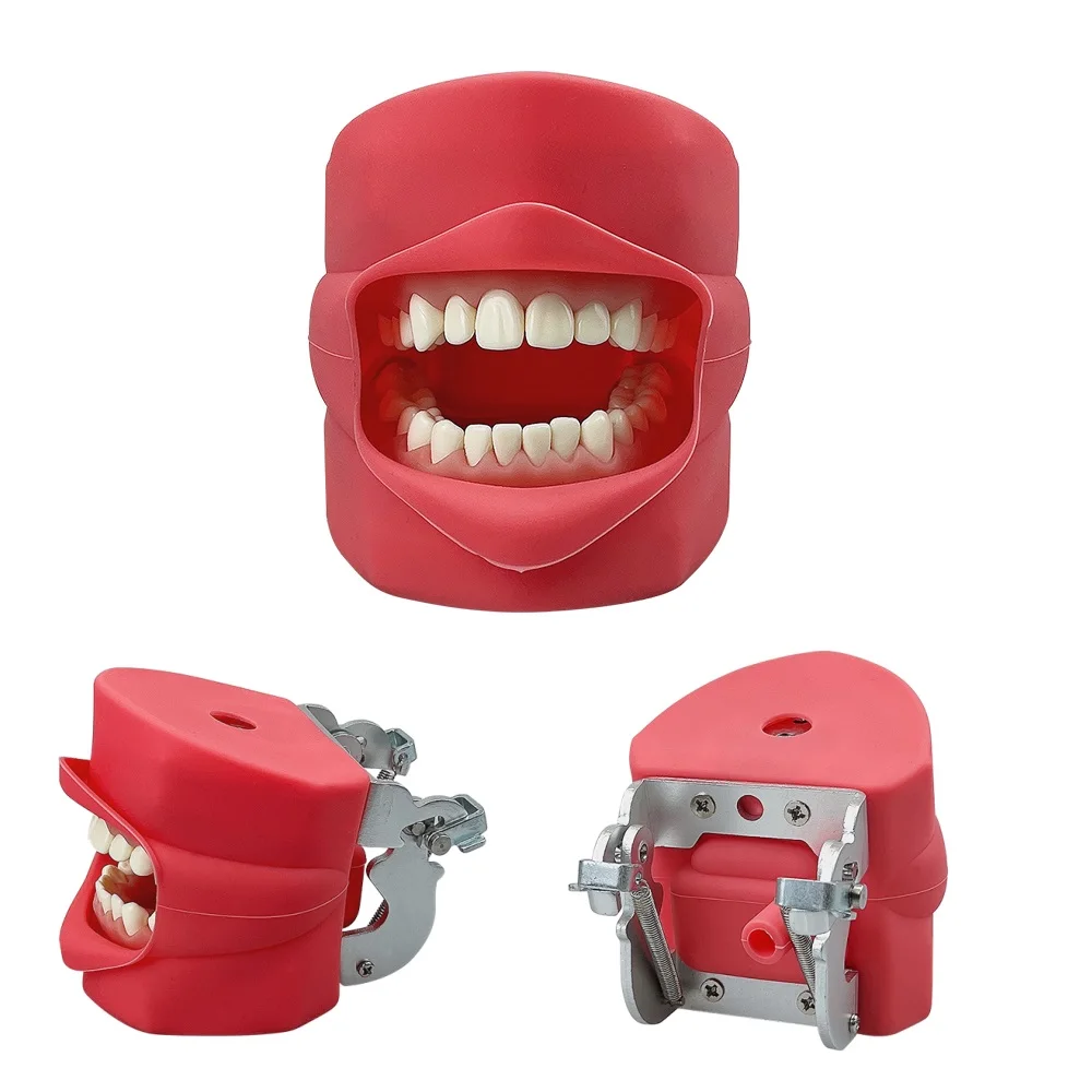 Teeth Model Training Practice Jaw Typodont Dentistry Student Dental Study Teaching Model Standard Model    With Removable Tooth