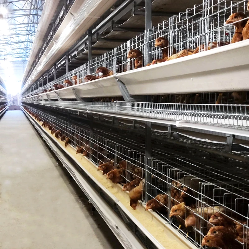 Automatic Poultry Battery Cage System Layer Chicken Farming