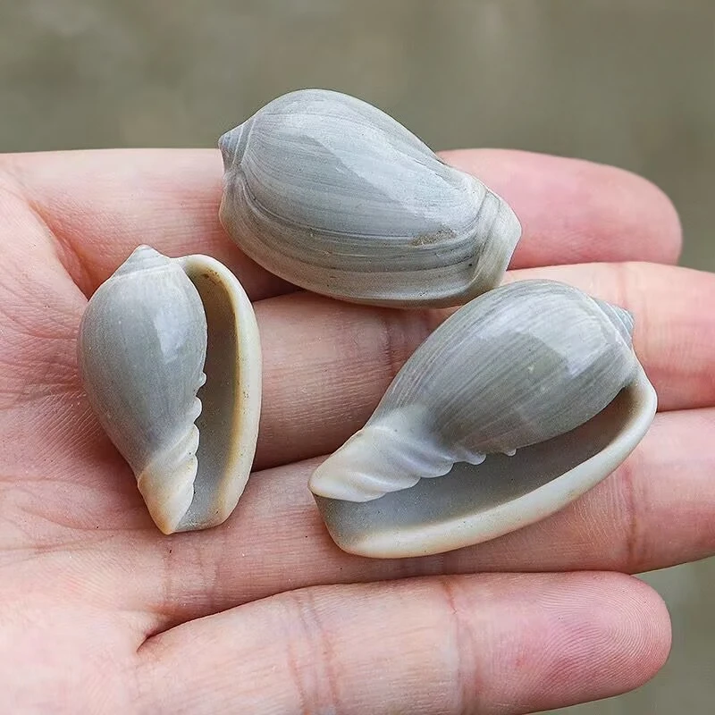New Natural Conch Shell Golden Lip Rice Snail Rare Specimen Fish Tank Aquarium Landscaping Microscopic Drift Bottle Material