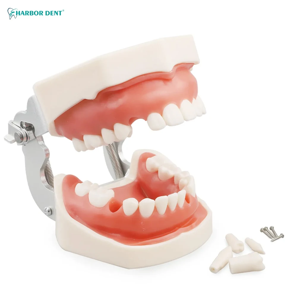 Dental Model Training Technician For Dentist Model Internship Teaching Gingival Tooth Jaw Model Dentistry Tools