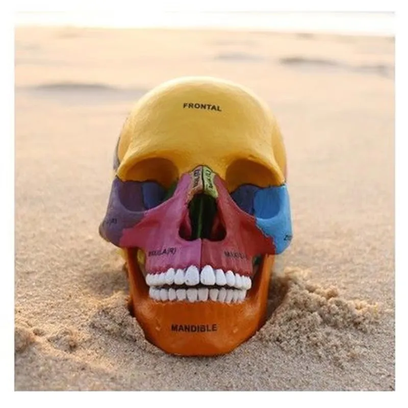 4D Master Action Figure Colored Human Head Skull Bone Puzzle Assembling Toy Anatomical Model Science Medical Teaching Toys