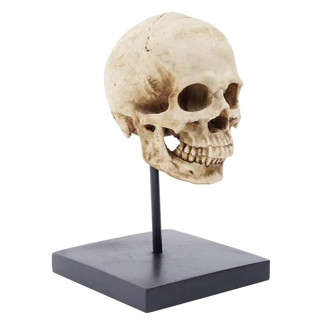 Human Skull - 4'' Realistic Faux Human - Table Top Skeleton