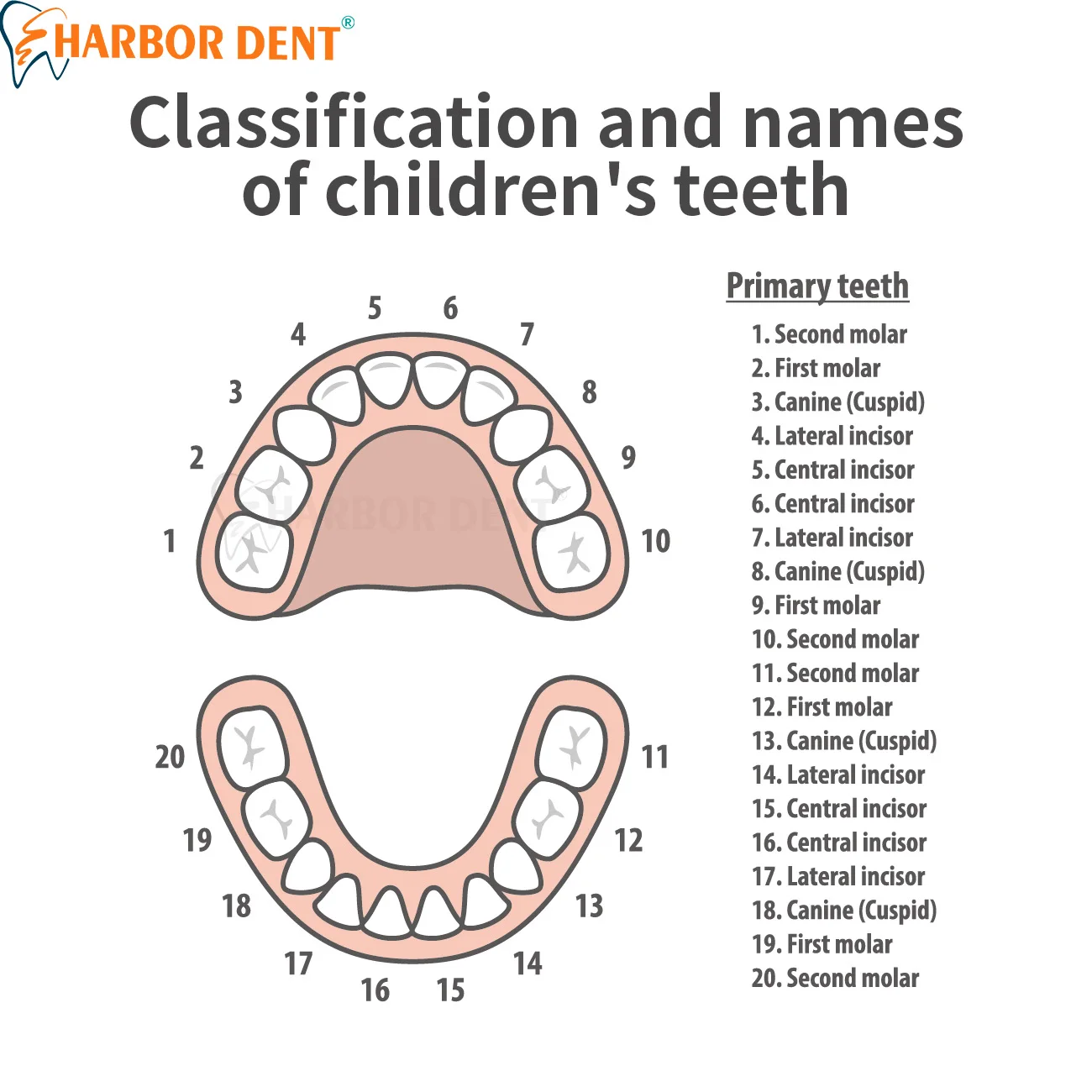 1 قطعة ملقط الأسنان الأطفال كماشة استخلاص الأسنان 7 أنواع الفولاذ المقاوم للصدأ أداة جراحة تقويم الأسنان لعيادة طب الأسنان