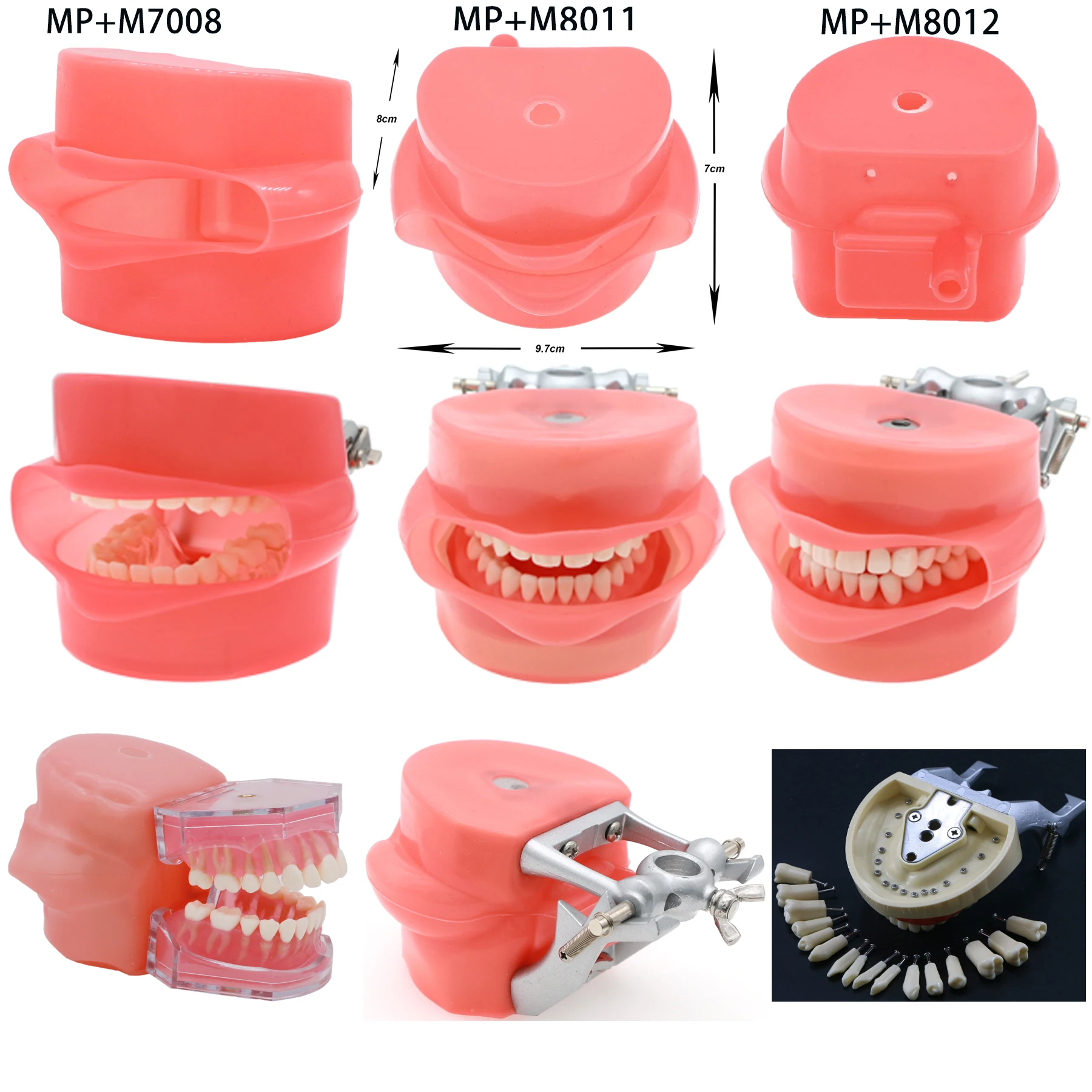 SEUJJRO Multifarious Types Dental Model Removable Teeth Implant Orthodontic Teaching Studing  Demo For Dentist Student School