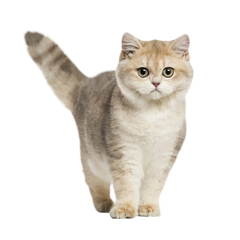Three Ratels QC494 High detail British shorthair cat wall stickers for home decoration accessories for living room