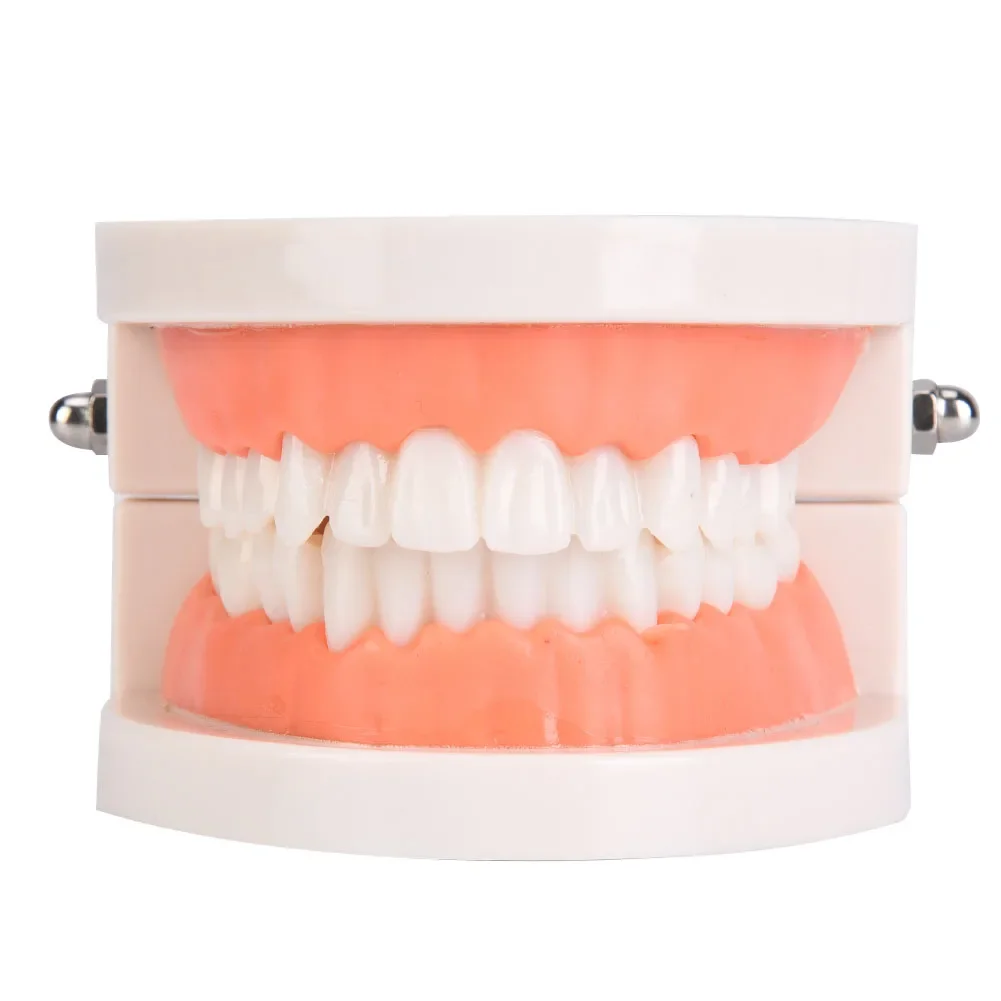 1Pcs Oral Care Education Model Kindergarten Children Teeth Brushing Model Dental Laboratory Health Care Teeth PE Soft Gum Model